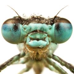 MYN Azure Damselfly close-up 